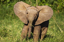 African Elephant (Loxodonta africana) calf, Samburu-Isiolo Game Reserve, Kenya