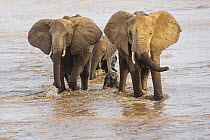 African Elephant (Loxodonta africana) herd crossing river, Samburu-Isiolo Game Reserve, Kenya