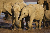 African Elephant (Loxodonta africana) calves playing, Samburu-Isiolo Game Reserve, Kenya