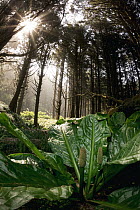 Western Skunk Cabbage (Lysichiton americanus) in temperate rainforest, Oregon