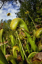 Cobra Lily (Darlingtonia californica), California