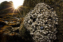 Leaf Barnacle (Pollicipes polymerus) group at sunset, Yaquina Head Outstanding Natural Area, Newport, Oregon