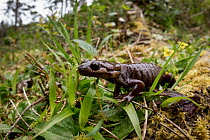 Northwestern Salamander (Ambystoma gracile), Oregon