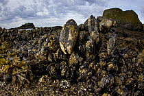 California Mussel (Mytilus californianus) group, Yaquina Head Outstanding Natural Area, Newport, Oregon