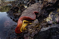 Gumboot Chiton (Cryptochiton stelleri), Yaquina Head Outstanding Natural Area, Newport, Oregon