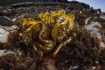 Sea Cabbage Kelp (Saccharina sessilis), Yaquina Head Outstanding Natural Area, Newport, Oregon