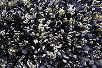 Leaf Barnacle (Pollicipes polymerus) group on California Mussels (Mytilus californianus), Lincoln City, Oregon