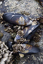 Leaf Barnacle (Pollicipes polymerus) group, California Mussels (Mytilus californianus), and White Acorn Barnacles (Balanus glandula), Lincoln City, Oregon