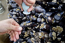 California Mussel (Mytilus californianus) being harvested, Lincoln City, Oregon