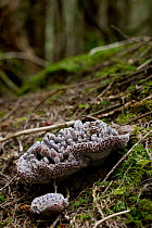Bleeding Tooth Fungus (Hydnellum peckii) mushroom, Oregon