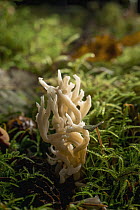 White Coral Fungus (Clavulina cristata) mushroom, Oregon
