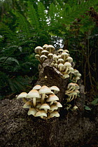 Sulphur Tuft (Hypholoma fasciculare) mushrooms, Oregon