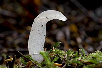 Toothed Jelly Fungus (Pseudohydnum gelatinosum) mushroom, Oregon