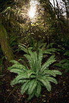 Sword Fern (Polystichum munitum), Oregon