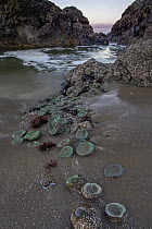 Giant Green Sea Anemone (Anthopleura xanthogrammica) at low tide, Seal Rock State Recreation Site, Oregon