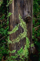 Moss growing on fallen log, Oregon