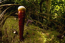 Reishi Mushroom (Ganoderma lucidum), used in traditional Chinese medicine, Oregon