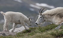 Mountain Goat (Oreamnos americanus) mother and kit, Mount Evans, Colorado