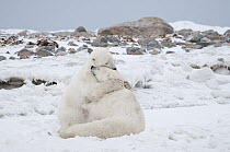 Polar Bear (Ursus maritimus) pair playing, Seal River, Manitoba, Canada
