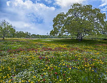 Oak (Quercus sp) tree and wildflowers, Texas