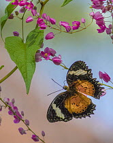 Malay Lacewing (Cethosia hypsea) butterfly, Indonesia