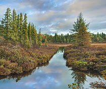 Bog, White River, Ontario, Canada