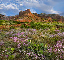 Wildflowers and cacti, Caprock Canyons State Park, Texas