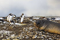 Gentoo Penguin (Pygoscelis papua) nesting colony and young Southern Elephant Seal (Mirounga leonina), Falkland Islands