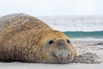 Southern Elephant Seal (Mirounga leonina) sub-adult male, Falkland Islands