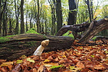 Common Stinkhorn (Phallus impudicus) mushroom in European Beech (Fagus sylvatica) forest, Netherlands