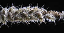 Owl Fly (Ascalaphidae) larvae, Tambopata Research Center, Peru