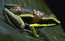 Three-striped Poison Dart Frog (Ameerega trivittata) father carrying tadpoles, Tambopata Research Center, Peru