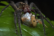 Spider (Ctenidae) feeding on frog prey, Tambopata Research Center, Peru