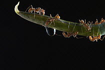Ponerine Ant (Ectatomma sp) group, Tambopata Research Center, Peru