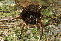 Corinnid Sac Spider (Corinnidae) in cavity, Tambopata Research Center, Peru