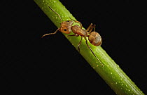Ant (Formicidae), Tambopata Research Center, Peru