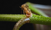 Ant (Formicidae) feeding on nectar secretion, Tambopata Research Center, Peru