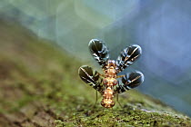 Fruit Fly (Tephritidae) pair mating, Tambopata Research Center, Peru