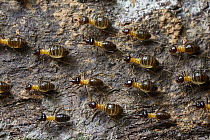 Termites, Tambopata Research Center, Peru