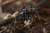 Ant (Dinoponera sp) predating termite, Tambopata Research Center, Peru