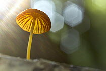 Gill Mushroom (Marasmius sp), Tambopata Research Center, Peru