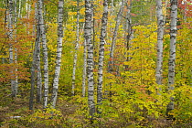 Paper Birch (Betula papyrifera) trees in autumn, Pictured Rocks National Lakeshore, Michigan