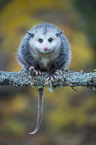 Virginia Opossum (Didelphis virginiana), native to North America