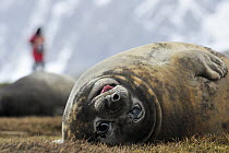 Southern Elephant Seal (Mirounga leonina) female and tourist, King Haakon Bay, South Georgia Island
