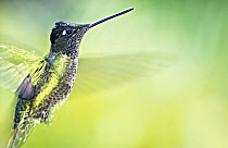 Magnificent Hummingbird (Eugenes fulgens) flying, Savegre Mountain Lodge, Costa Rica