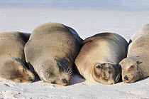 Galapagos Sea Lion (Zalophus wollebaeki) group sleeping on beach, Galapagos Islands, Ecuador