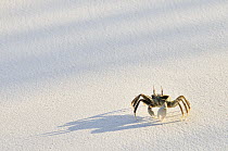 Ghost Crab (Ocypode ceratophthalma) on beach, D'Arros Island, Seychelles