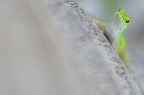 Seychelles Giant Day Gecko (Phelsuma sundbergi), D'Arros Island, Seychelles
