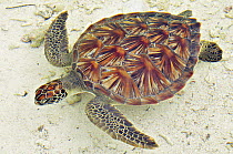 Hawksbill Sea Turtle (Eretmochelys imbricata), D'Arros Island, Seychelles
