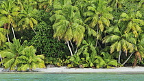 Coconut Palm (Cocos nucifera) trees on beach, D'Arros Island, Seychelles